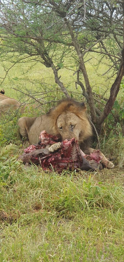 Tanzania wildlife and travel photography