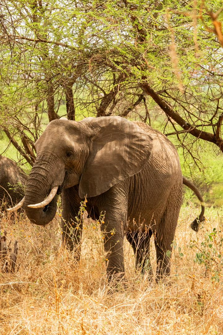 Tanzania wildlife and travel photography