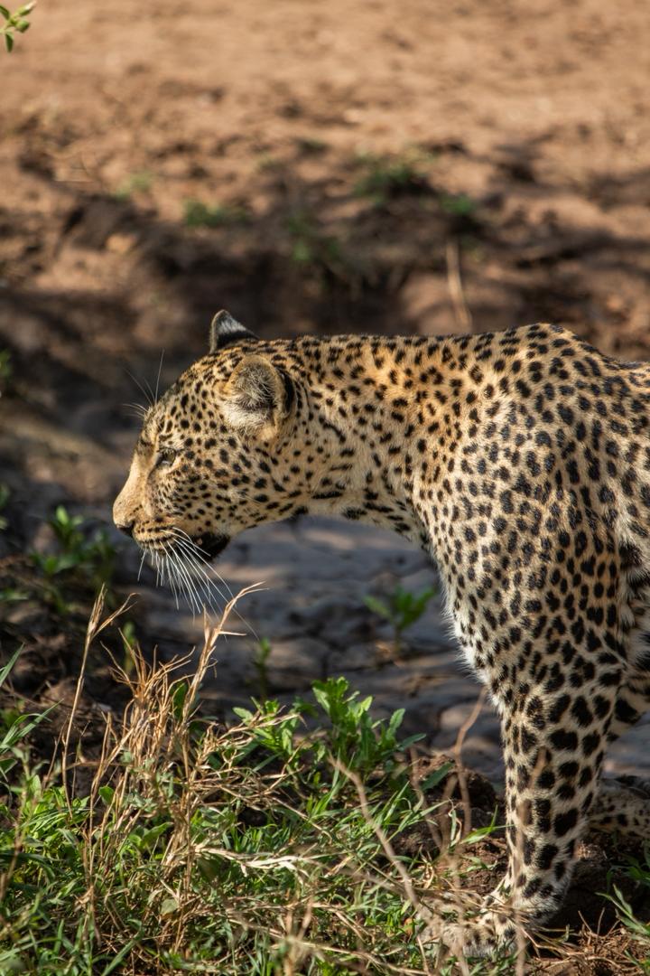 Tanzania wildlife and travel photography