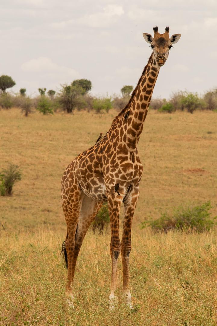 Tanzania wildlife and travel photography