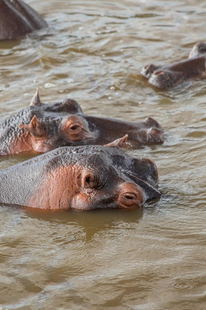 Tanzania wildlife and travel photography
