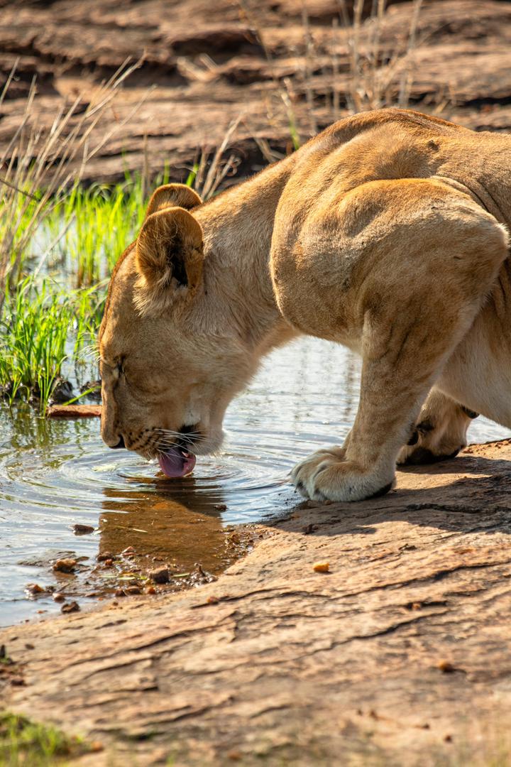 Tanzania wildlife and travel photography