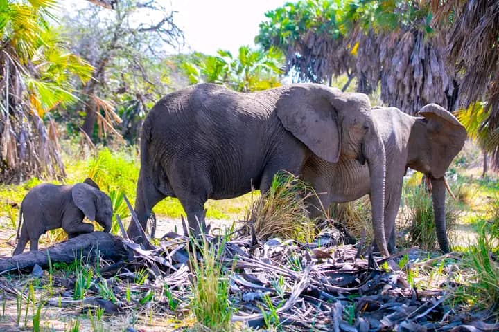 Tanzania wildlife and travel photography