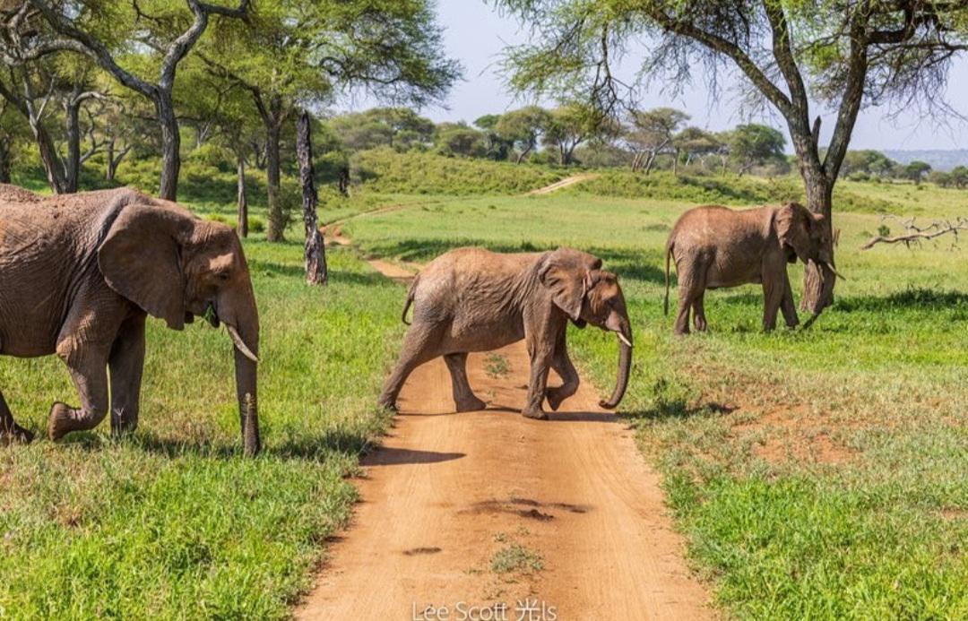 Tanzania wildlife and travel photography