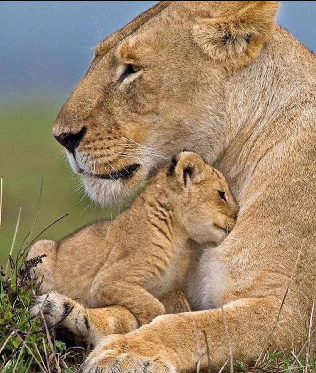 Tanzania wildlife and travel photography