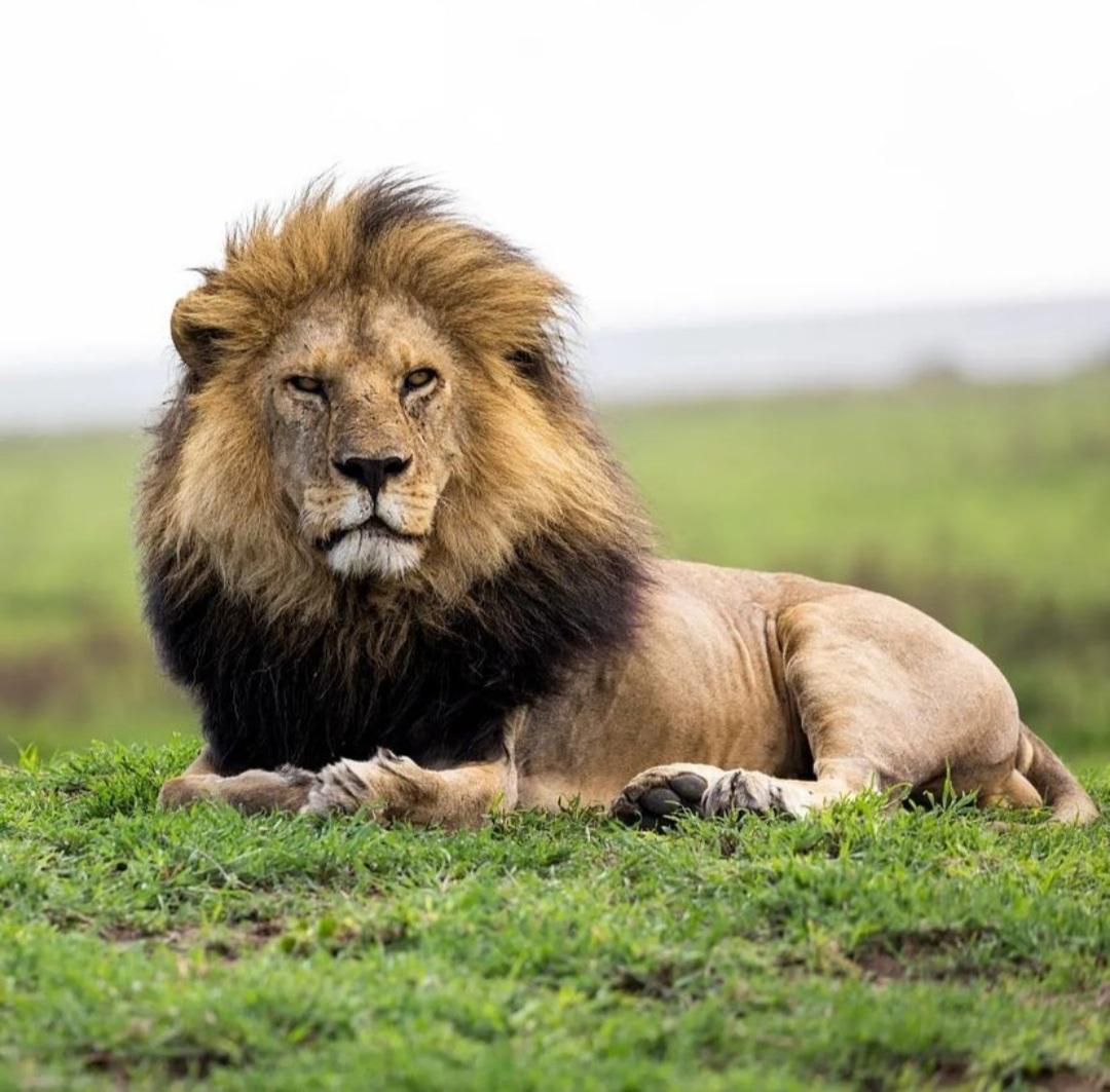 Tanzania wildlife and travel photography