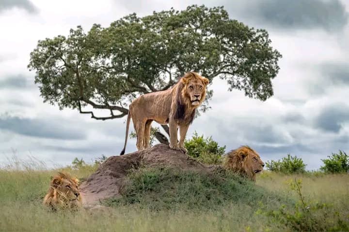 Tanzania wildlife and travel photography