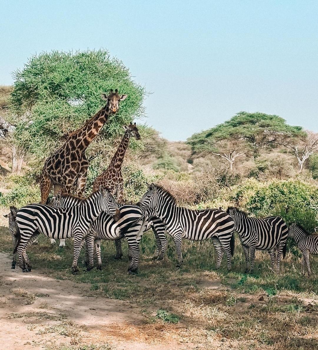 Tanzania wildlife and travel photography