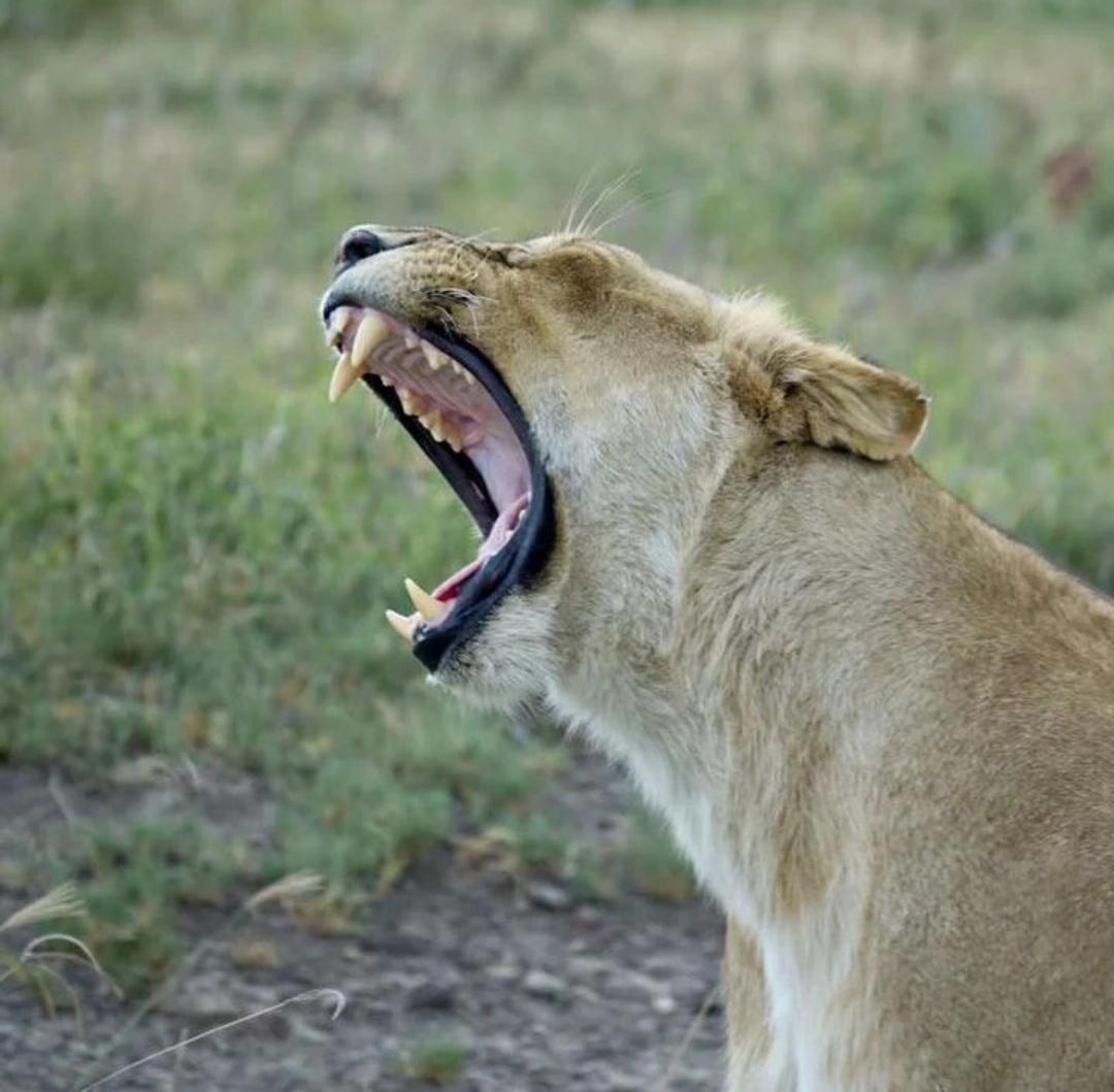 Tanzania wildlife and travel photography
