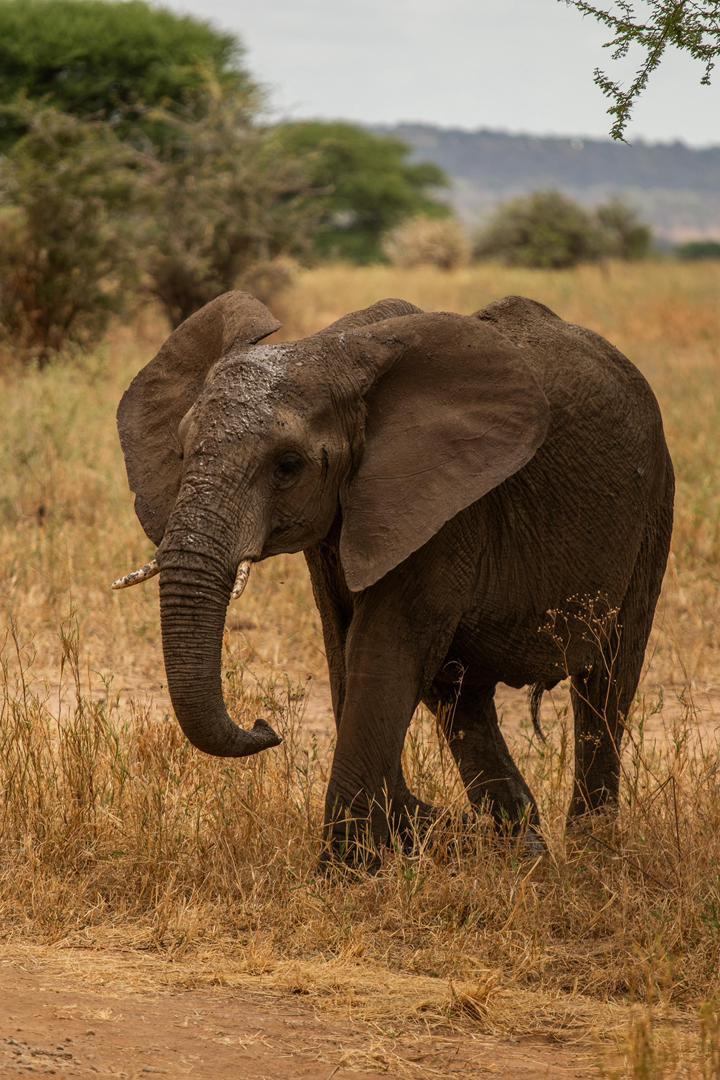 Tanzania wildlife and travel photography