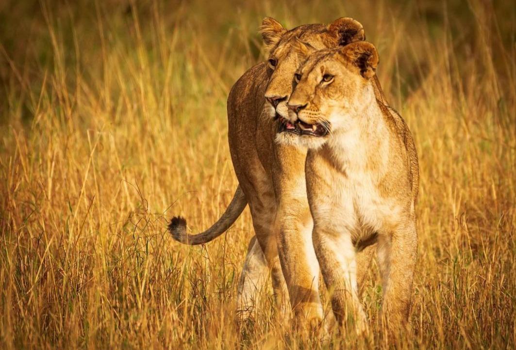 Tanzania wildlife and travel photography