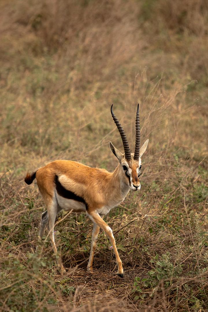 Tanzania wildlife and travel photography