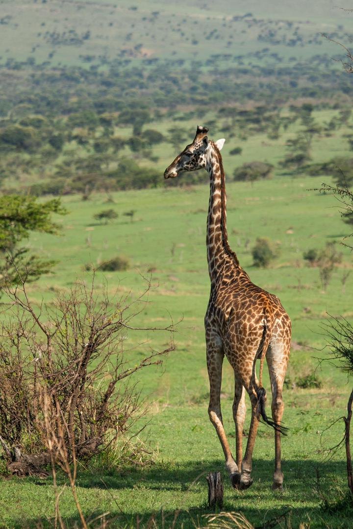 Tanzania wildlife and travel photography