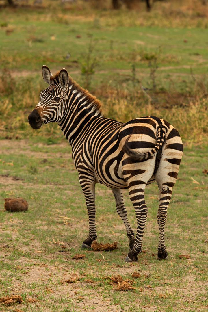 Tanzania wildlife and travel photography
