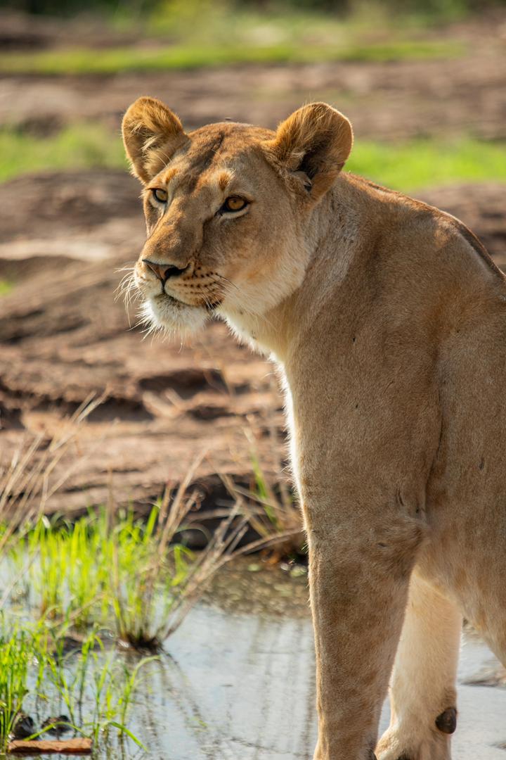 Tanzania wildlife and travel photography