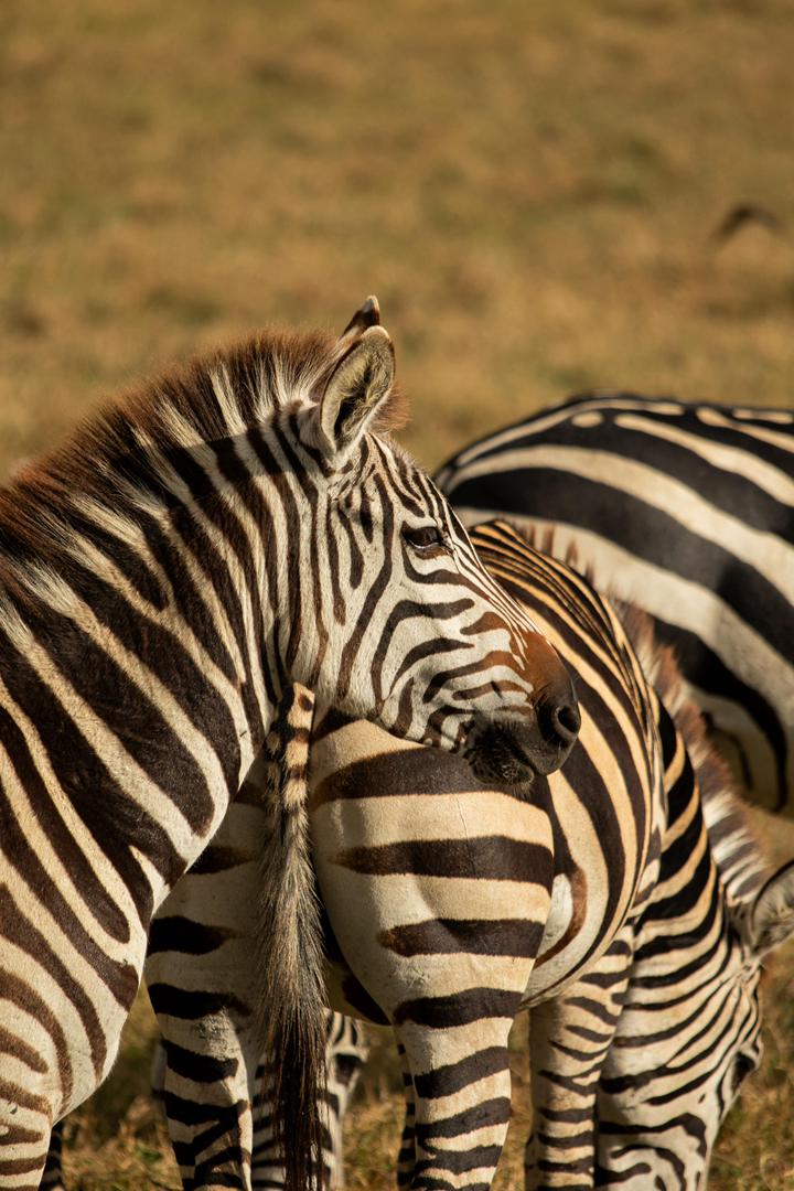 Tanzania wildlife and travel photography