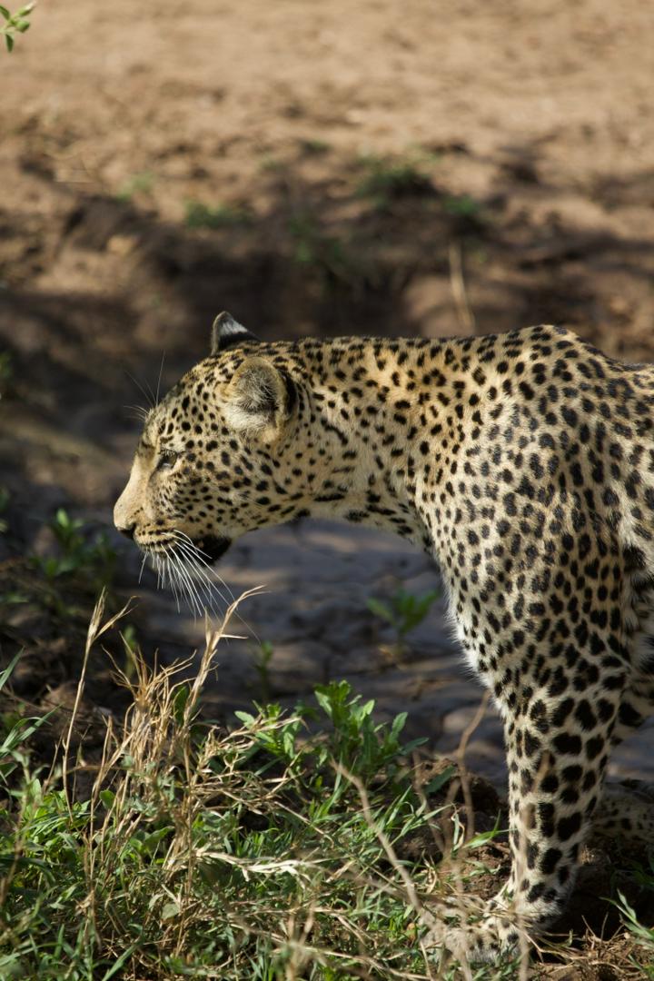 Tanzania wildlife and travel photography