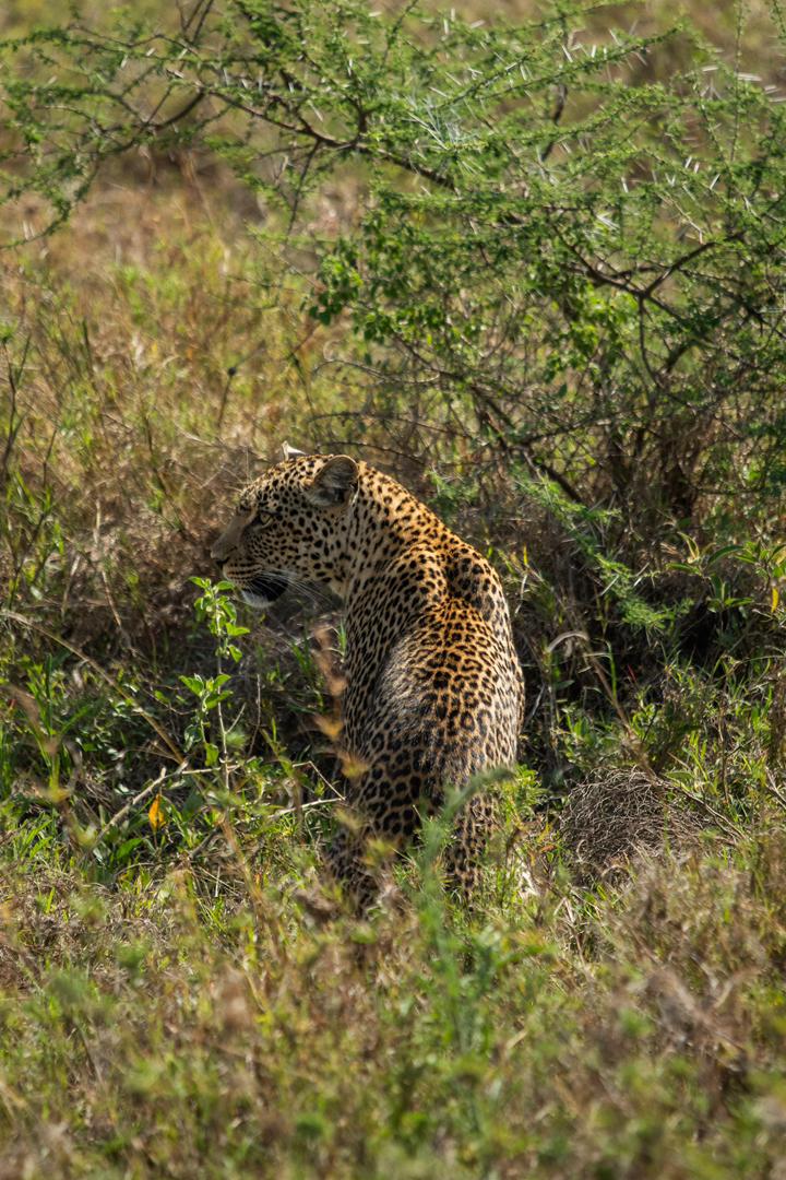 Tanzania wildlife and travel photography
