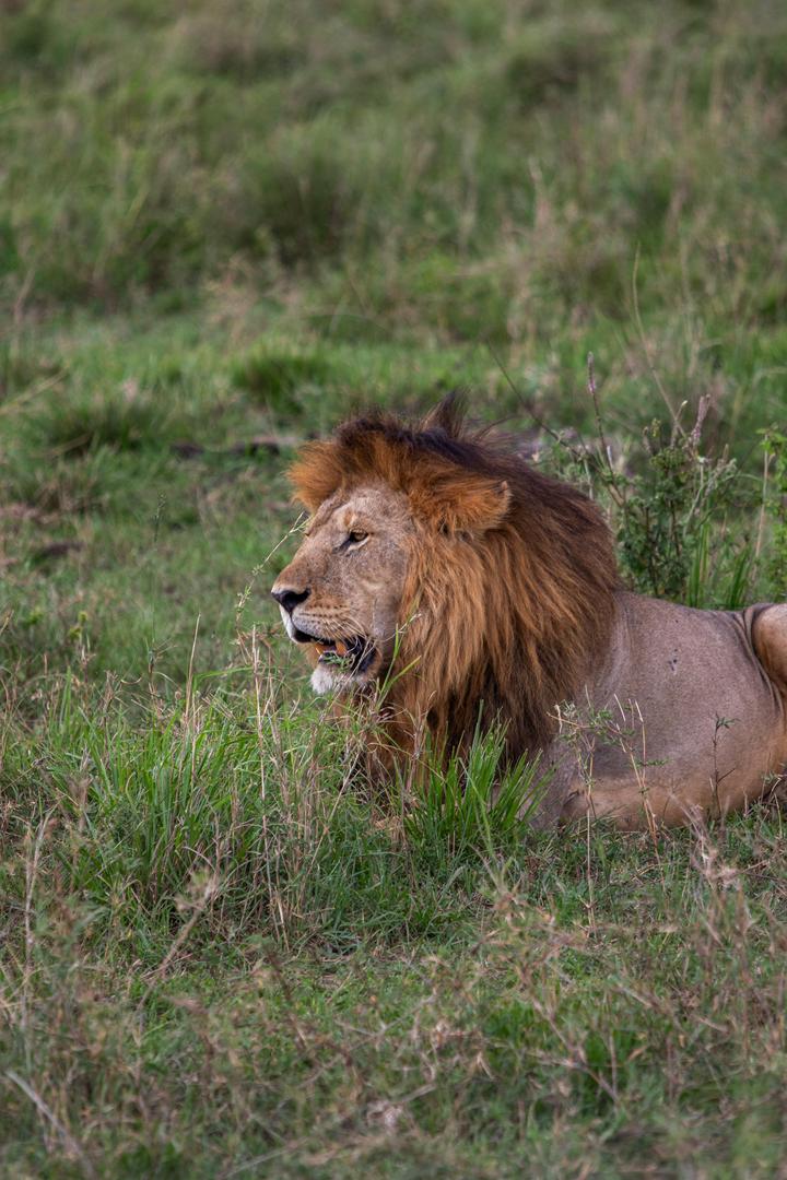 Tanzania wildlife and travel photography