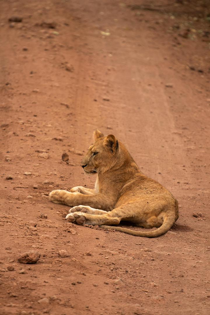 Tanzania wildlife and travel photography