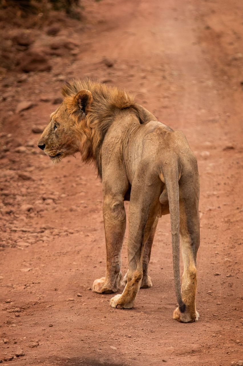 Tanzania wildlife and travel photography