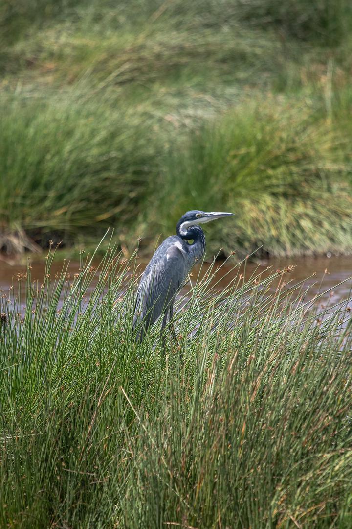 Tanzania wildlife and travel photography