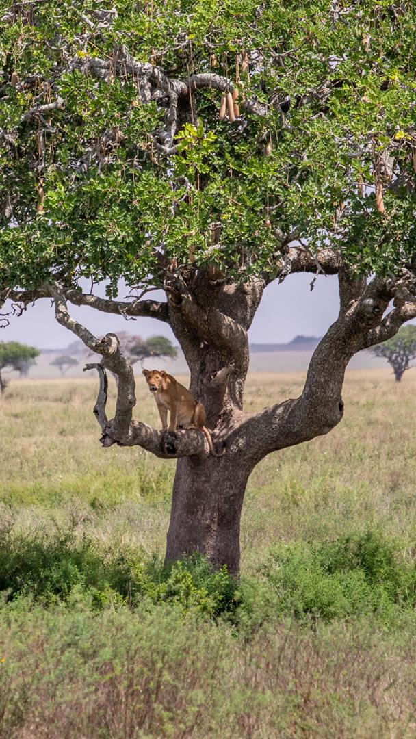 Tanzania wildlife and travel photography