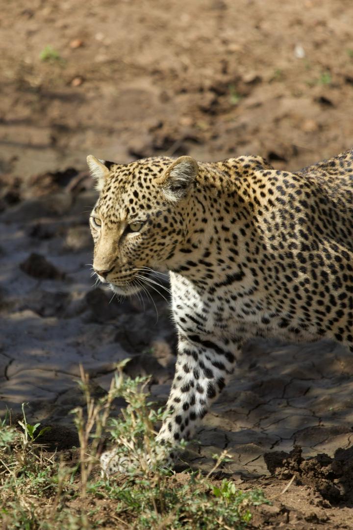 Tanzania wildlife and travel photography