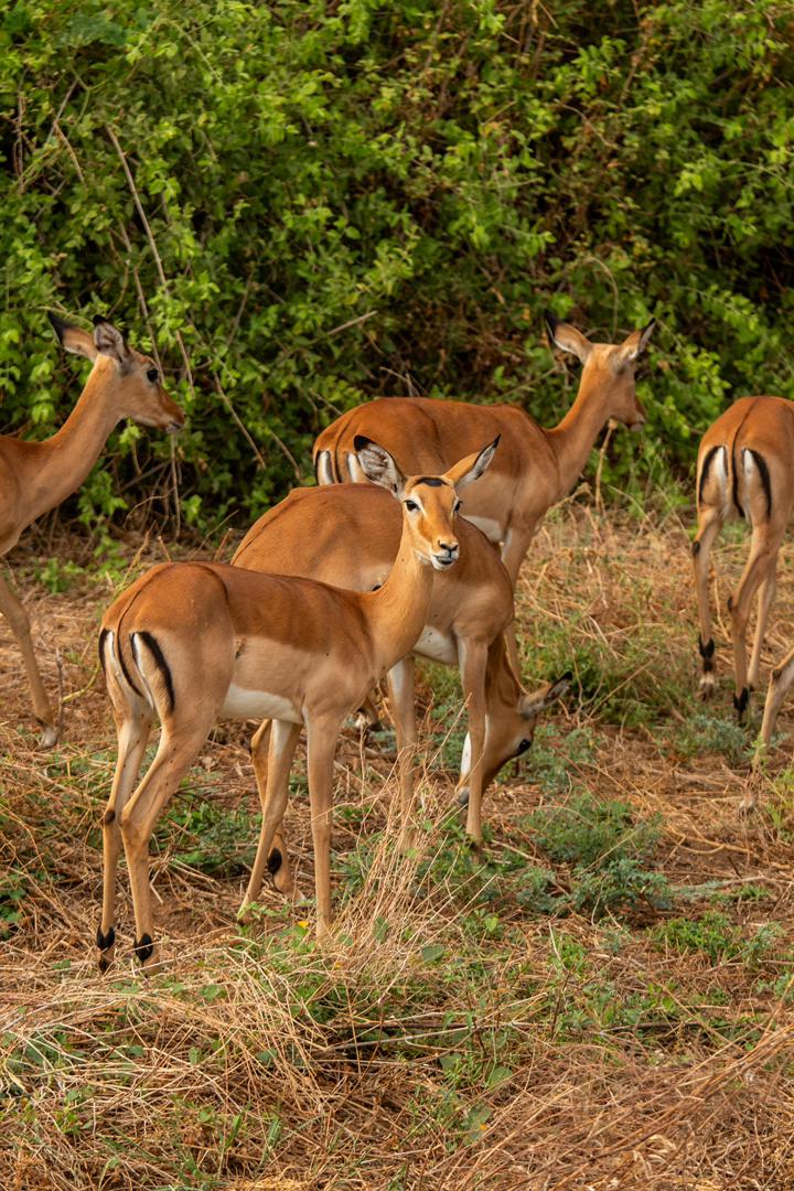 Tanzania wildlife and travel photography