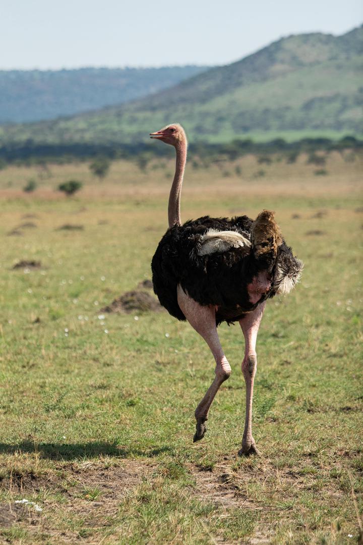 Tanzania wildlife and travel photography