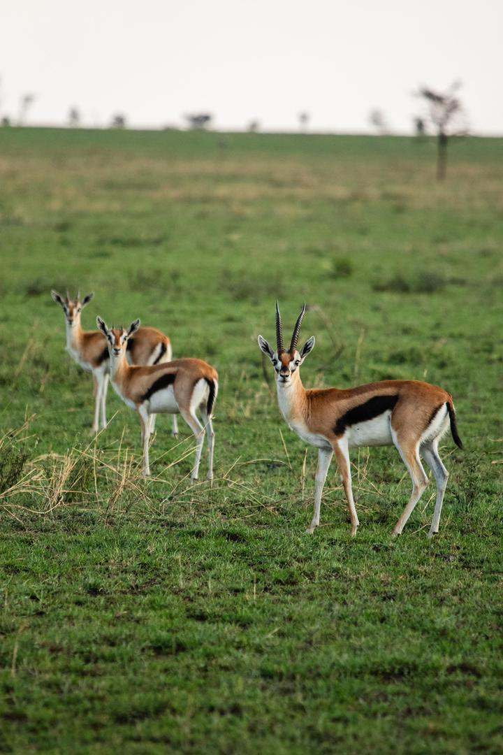 Tanzania wildlife and travel photography