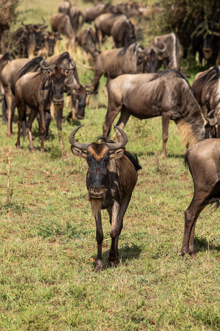 Tanzania wildlife and travel photography